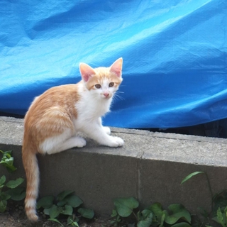 ★★茶白他、とっても美形な子猫です★★