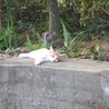 ★★茶白他、とっても美形な子猫です★★ サムネイル3
