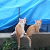 ★★茶白他、とっても美形な子猫です★★ サムネイル4
