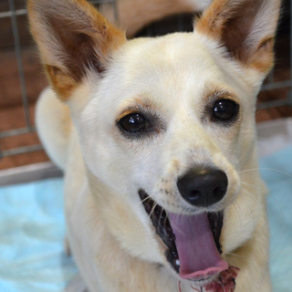 マンション向き、柴チワワmix生後5～6か月前後