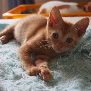 チャトラオス子猫　里親さん募集！