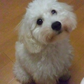 真っ白な可愛いトイプードル