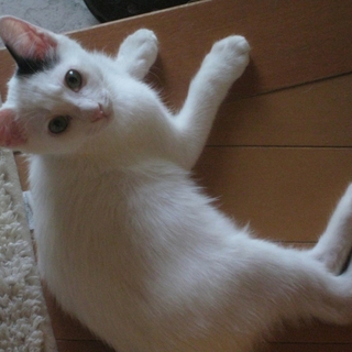 里親さま募集です。