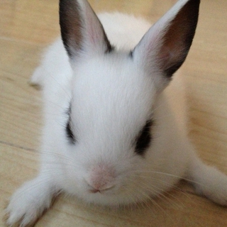 子うさぎ里親募集