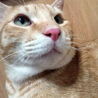きれいな茶トラ　つくしくん サムネイル5