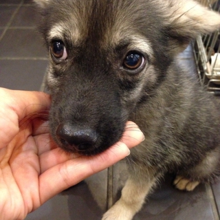 野良犬1