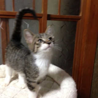  ♪子ねこの里親になっていただける方を探しています