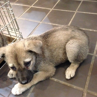 野良犬3