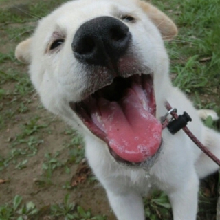 仔犬兄弟たち、すべて男の子生後3か月半