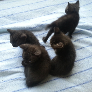 生後1ヶ月弱の子猫です。