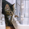 性格抜群なのに里親さんから１日で出戻ってしまった子 サムネイル2