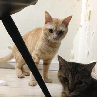 ☆猫の里親募集☆