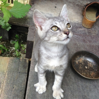 アメショのような毛色の女の子