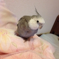 オカメインコ里親様決定