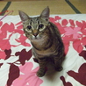 ありがとうございました。 サムネイル2