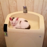 子猫譲ります サムネイル4