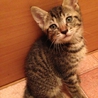 子猫譲ります サムネイル3