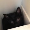 子猫譲ります サムネイル2