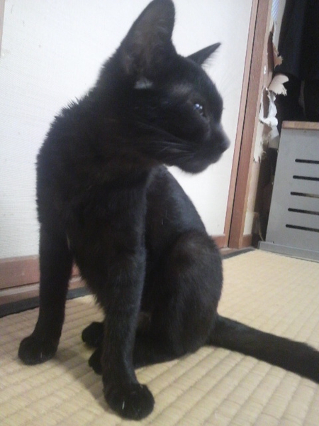 急募　人懐っこい子猫二匹です！ サムネイル2