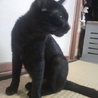 急募　人懐っこい子猫二匹です！ サムネイル2