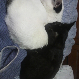 急募　人懐っこい子猫二匹です！