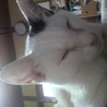 急募　人懐っこい子猫二匹です！ サムネイル3