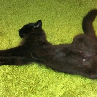 長毛の黒猫で、生後３ヶ月の人懐っこい男の子です。
