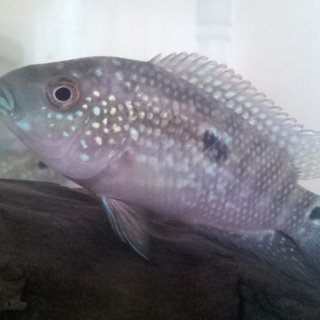 熱帯魚3種☆里親募集