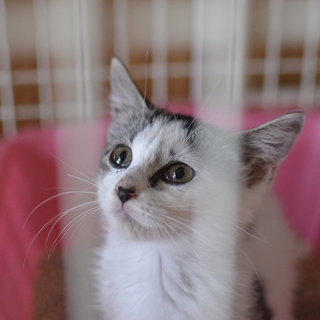 子猫　オーロラちゃん里親募集