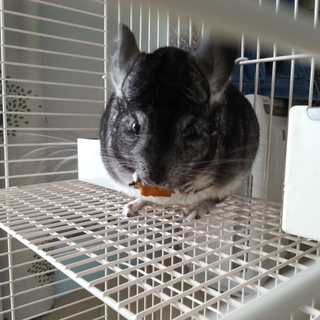 チンチラ（グレー）里親募集中