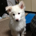 柴犬ミックスのシロです。