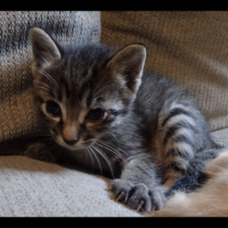 生まれたての子猫お譲りします。