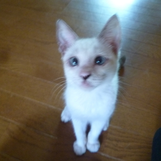 ブルーの瞳のたれ目ねこ