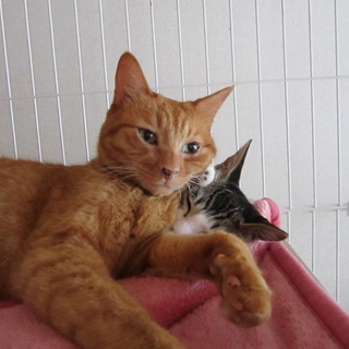 とっても人懐っこいチャーちゃん