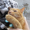 とっても人懐っこいチャーちゃん サムネイル6