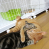 とっても人懐っこいチャーちゃん サムネイル7