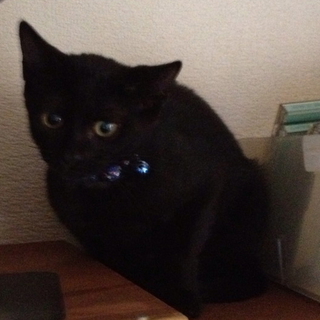 生後２ヶ月ちょっとクリクリお目々の黒猫ちゃん♀