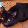 生後２ヶ月ちょっとクリクリお目々の黒猫ちゃん♀ サムネイル2