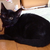 生後２ヶ月ちょっとクリクリお目々の黒猫ちゃん♀ サムネイル3