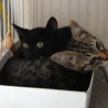 生後２ヶ月ちょっとクリクリお目々の黒猫ちゃん♀ サムネイル5