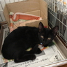 生後２ヶ月ちょっとクリクリお目々の黒猫ちゃん♀ サムネイル6