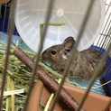 ブルーデグー♀一匹※里親様決まりました※
