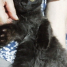 家族にしてください サムネイル3