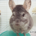 急募!!チンチラ里親