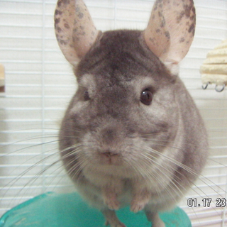 急募!!チンチラ里親