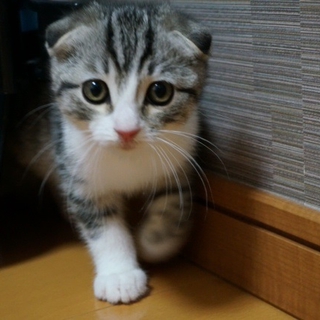 子猫の里親募集です！