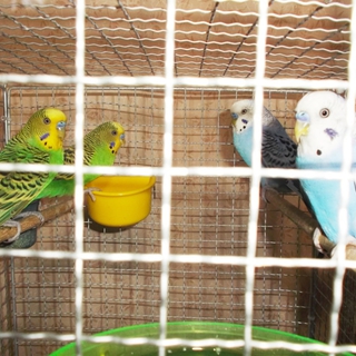 親兄弟仲良しインコ6羽