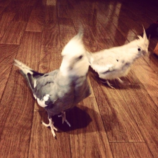 オカメインコ