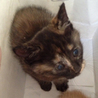 ３匹の仔猫里親募集中！ サムネイル6
