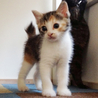 ３匹の仔猫里親募集中！ サムネイル7